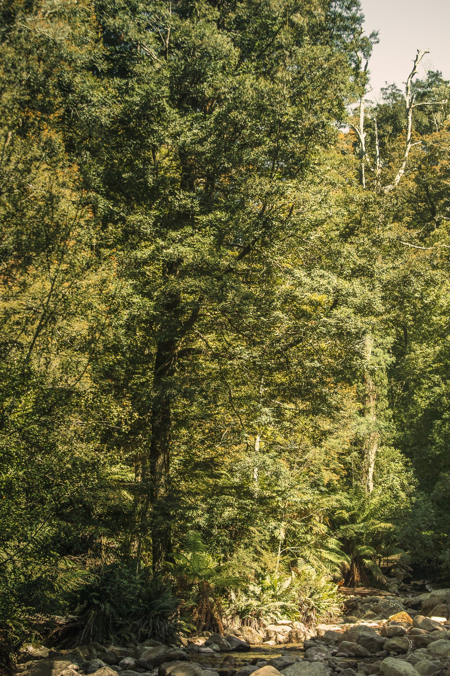 Waverley Mills Terrain Throw Tarkine Forest | Waverley Mills | Miss Arthur | Home Goods | Tasmania
