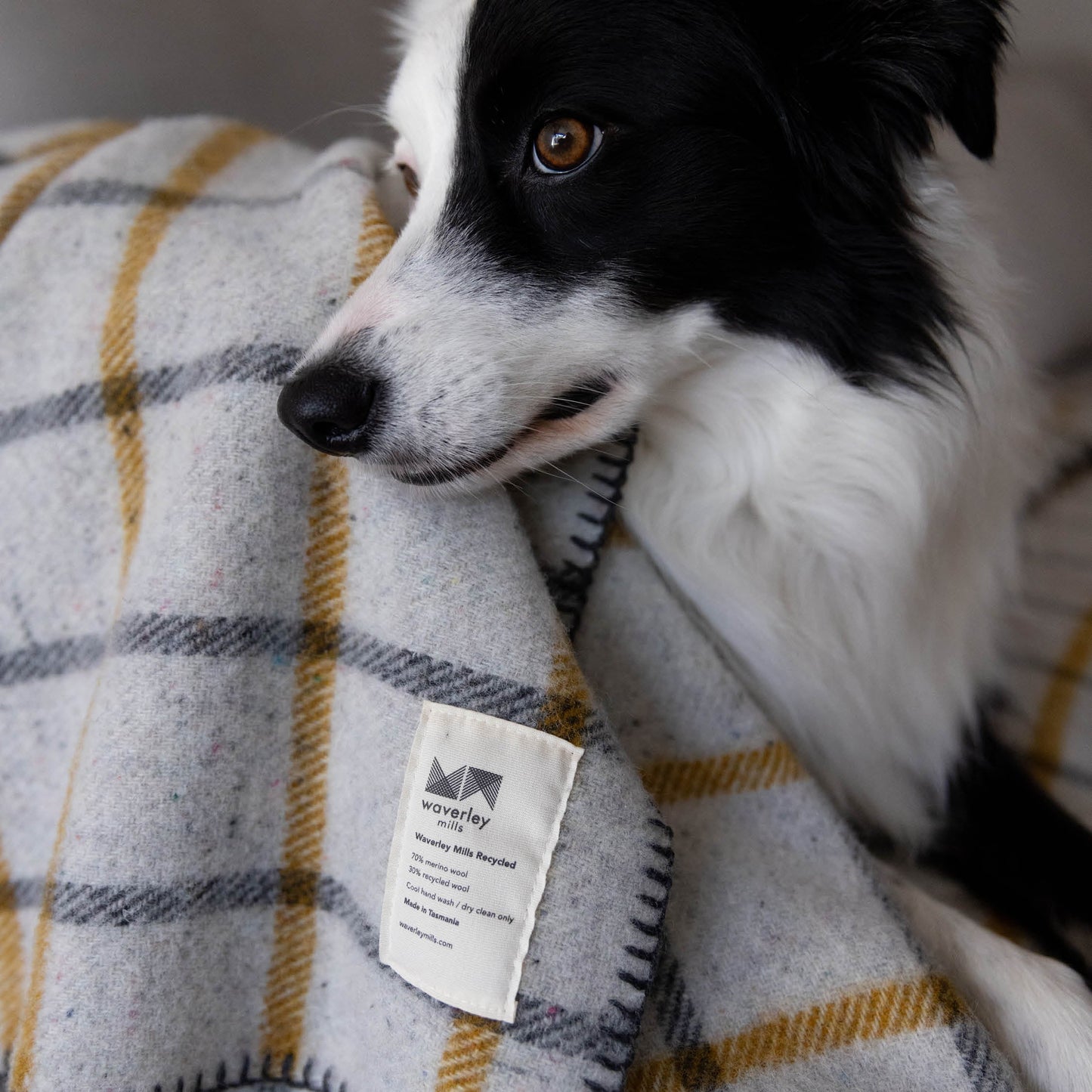 Waverley Mills Recycled Wool Grid Pet Blanket Charcoal