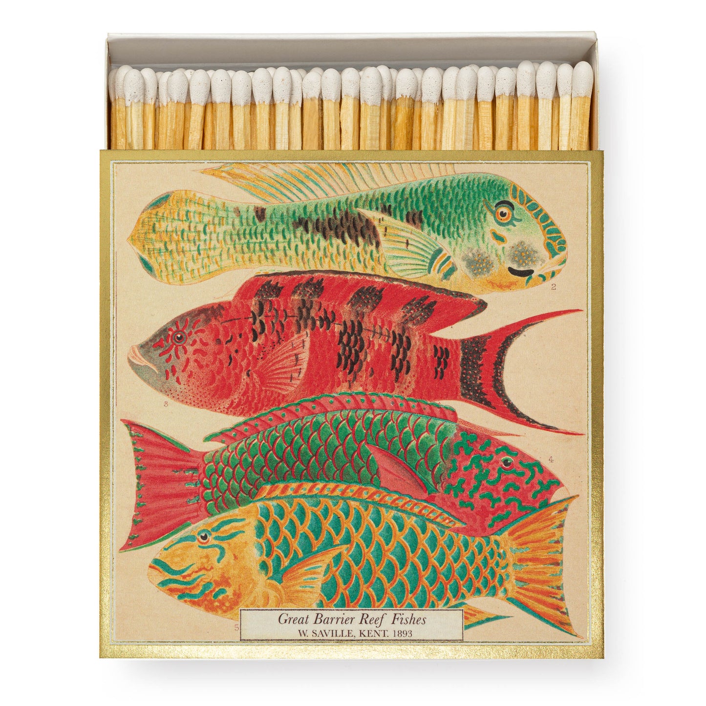 Archivist Luxury Matches Natural History Museum Fish | Archivist | Miss Arthur | Home Goods | Tasmania