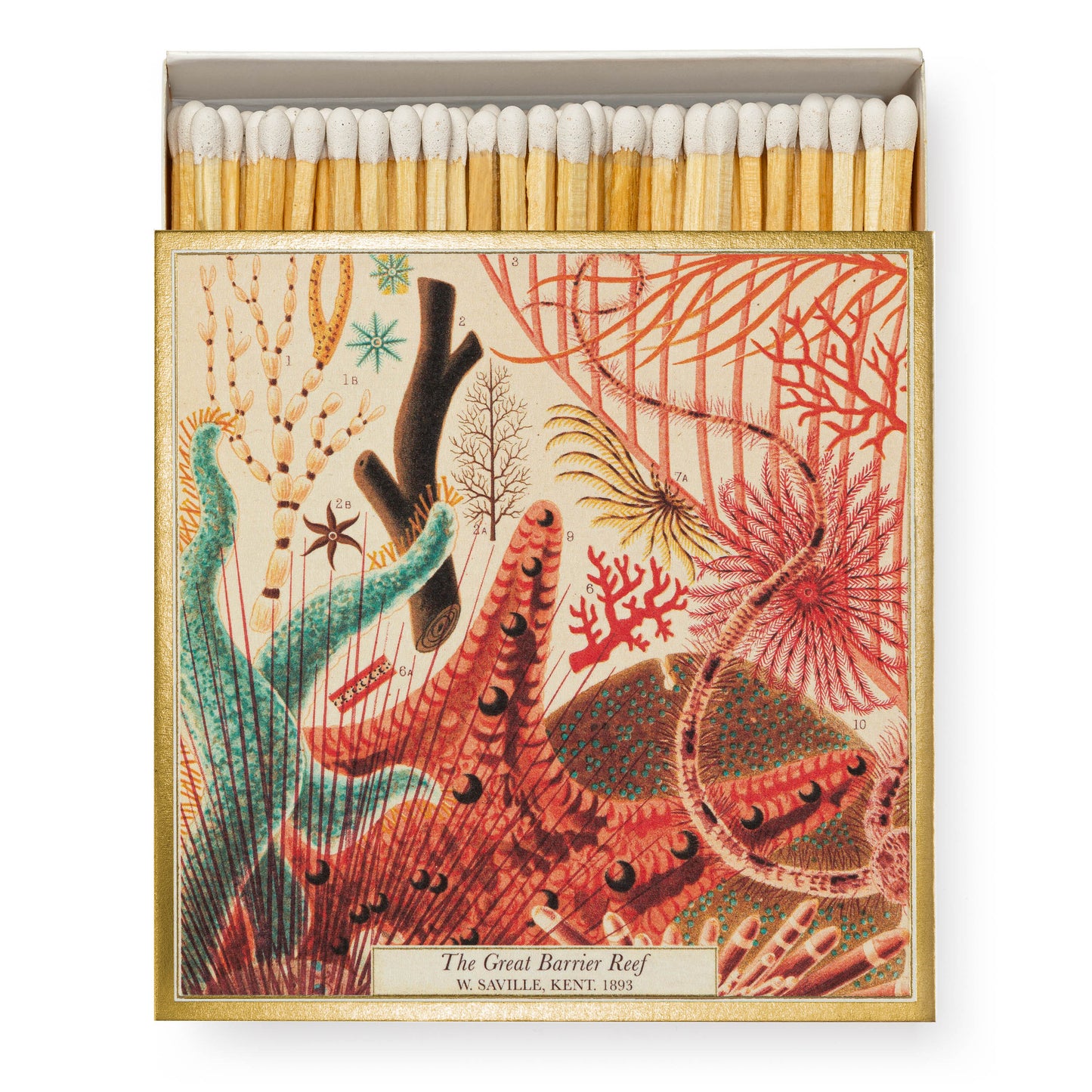 Archivist Luxury Matches Natural History Museum Great Barrier Reef | Archivist | Miss Arthur | Home Goods | Tasmania