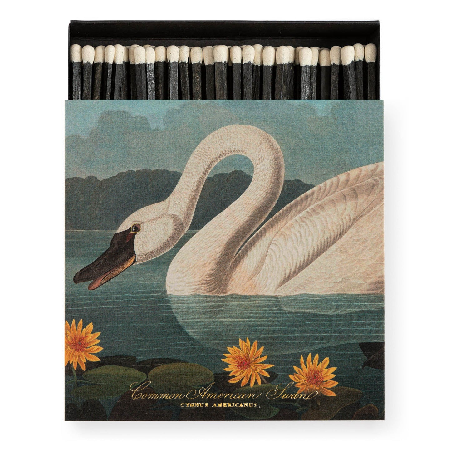 Archivist Luxury Matches The Common American Swan by Audubon | Archivist | Miss Arthur | Home Goods | Tasmania