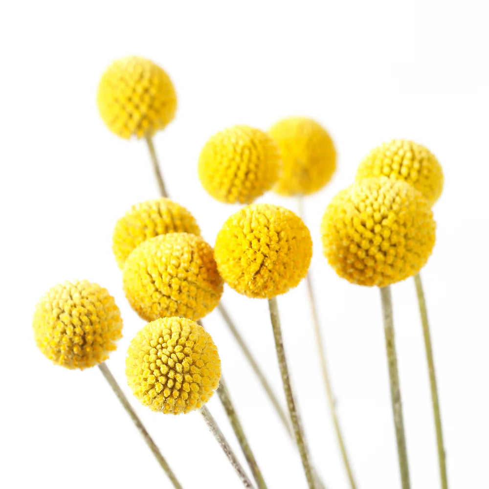 Urban Greens Australian Native Grow Kit Billy Buttons | Urban Greens | Miss Arthur | Home Goods | Tasmania