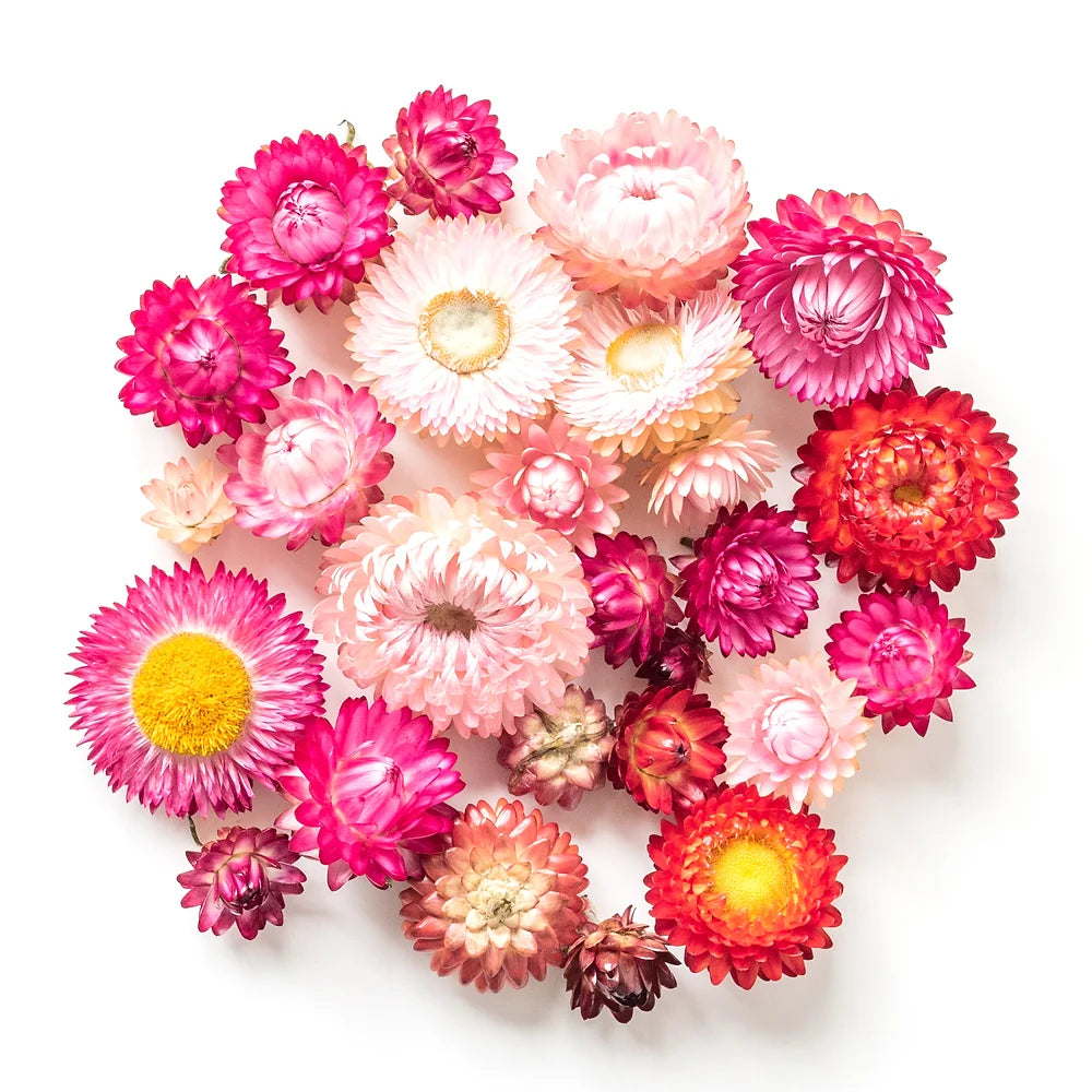 Urban Greens Australian Native Grow Kit Everlasting Daisies | Urban Greens | Miss Arthur | Home Goods | Tasmania