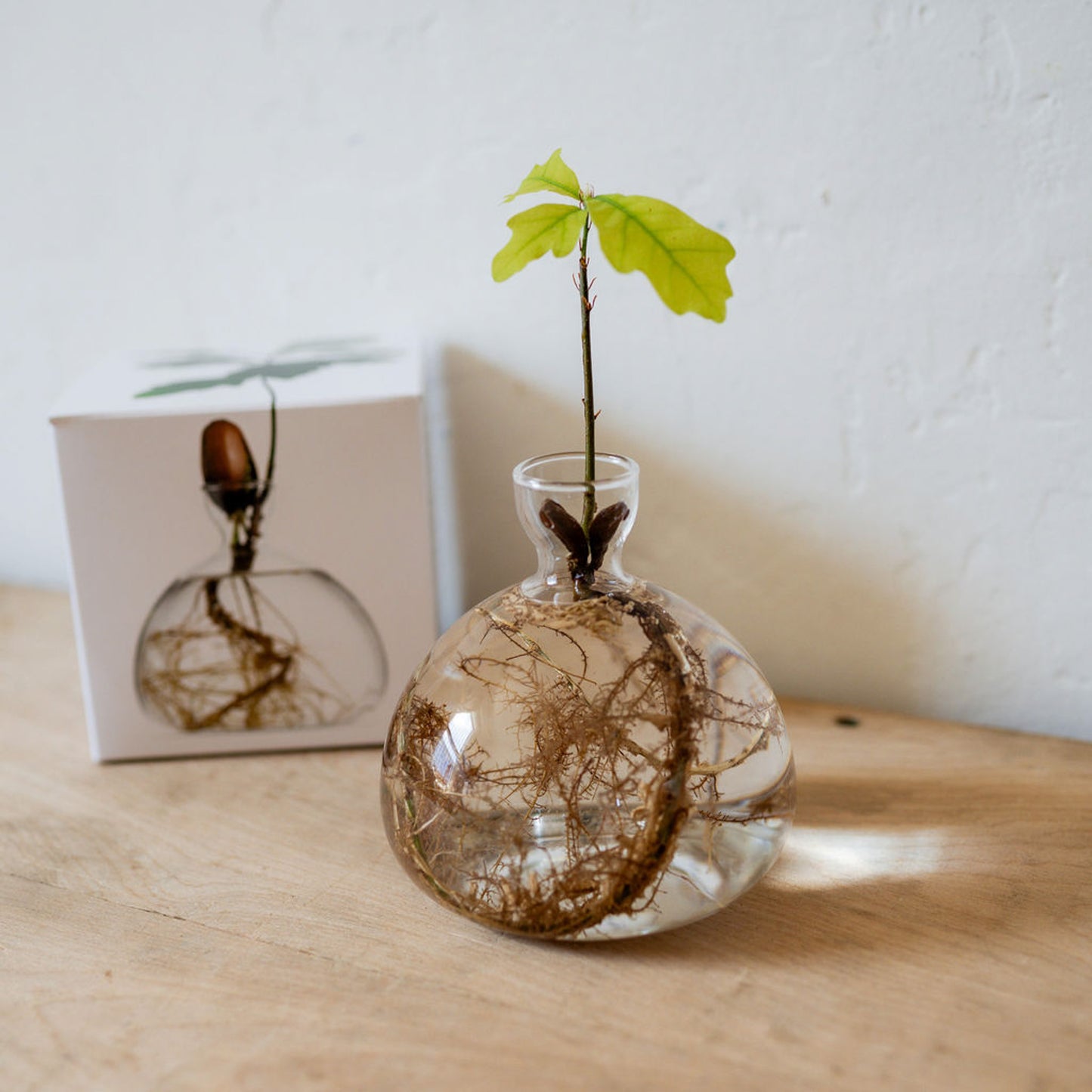 Ilex Studio Acorn Vase Clear | Ilex Studio | Miss Arthur | Home Goods | Tasmania