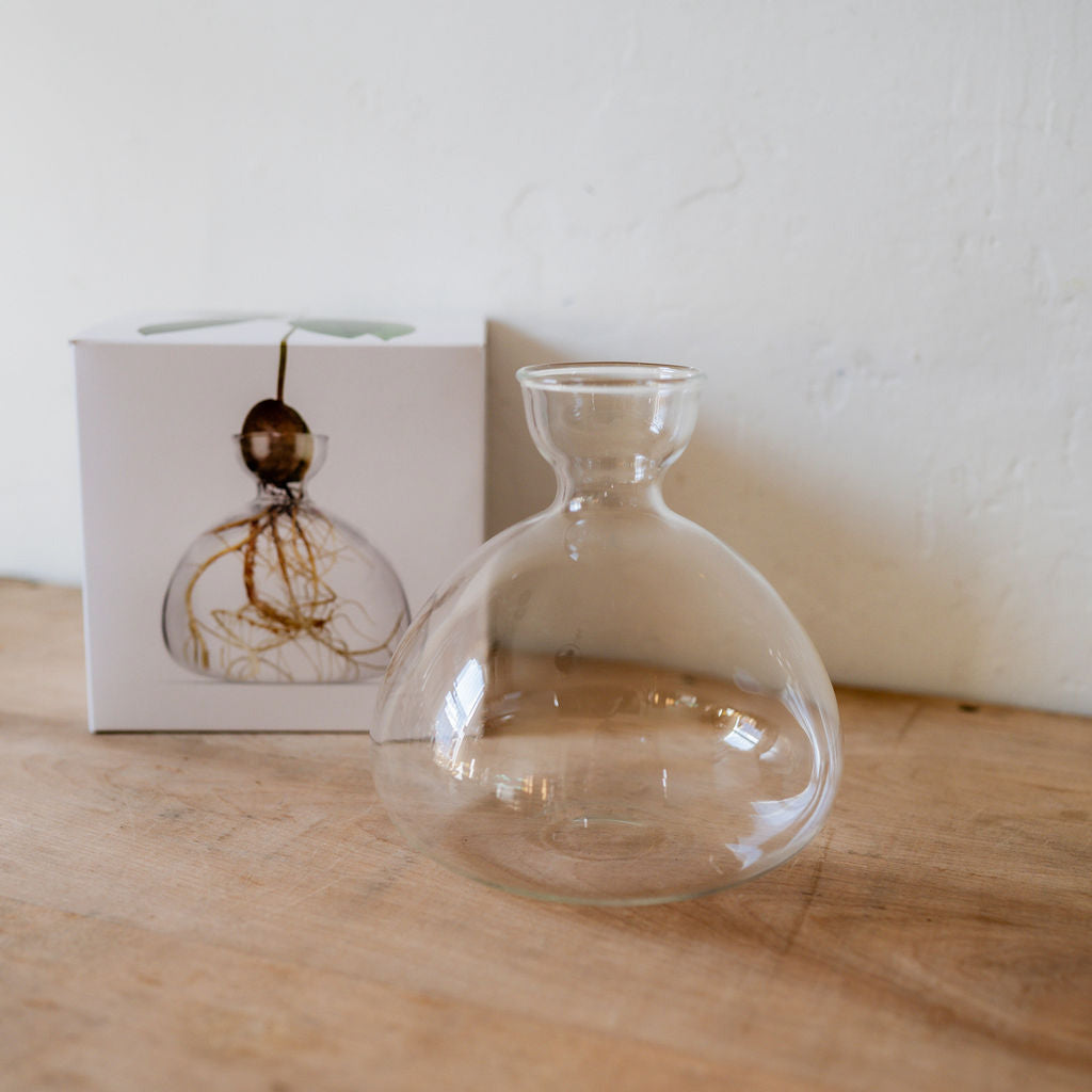 Ilex Studio Avocado Vase Clear | Ilex Studio | Miss Arthur | Home Goods | Tasmania
