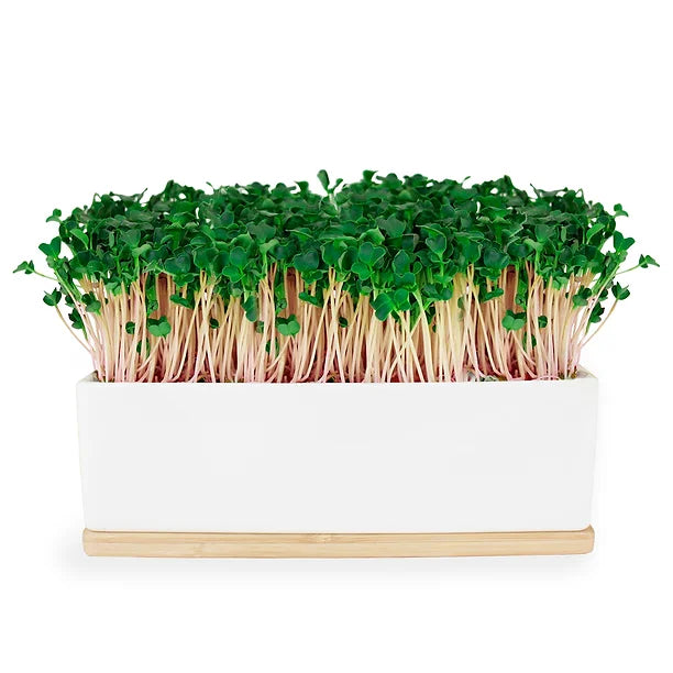 Urban Greens Mini Sprout Garden Kale Pink | Urban Greens | Miss Arthur | Home Goods | Tasmania
