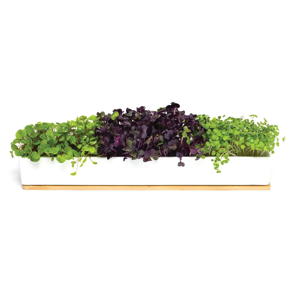 Urban Greens Window Sill Box Micro Greens | Urban Greens | Miss Arthur | Home Goods | Tasmania