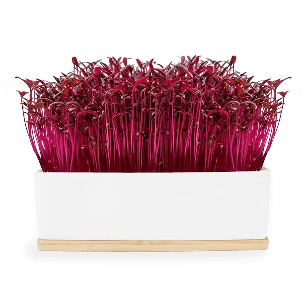 Urban Greens Mini Sprout Garden Ruby Sprout | Urban Greens | Miss Arthur | Home Goods | Tasmania
