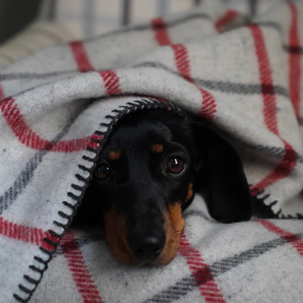 Waverley Mills Recycled Wool Grid Pet Blanket Red | Waverley Mills | Miss Arthur | Home Goods | Tasmania