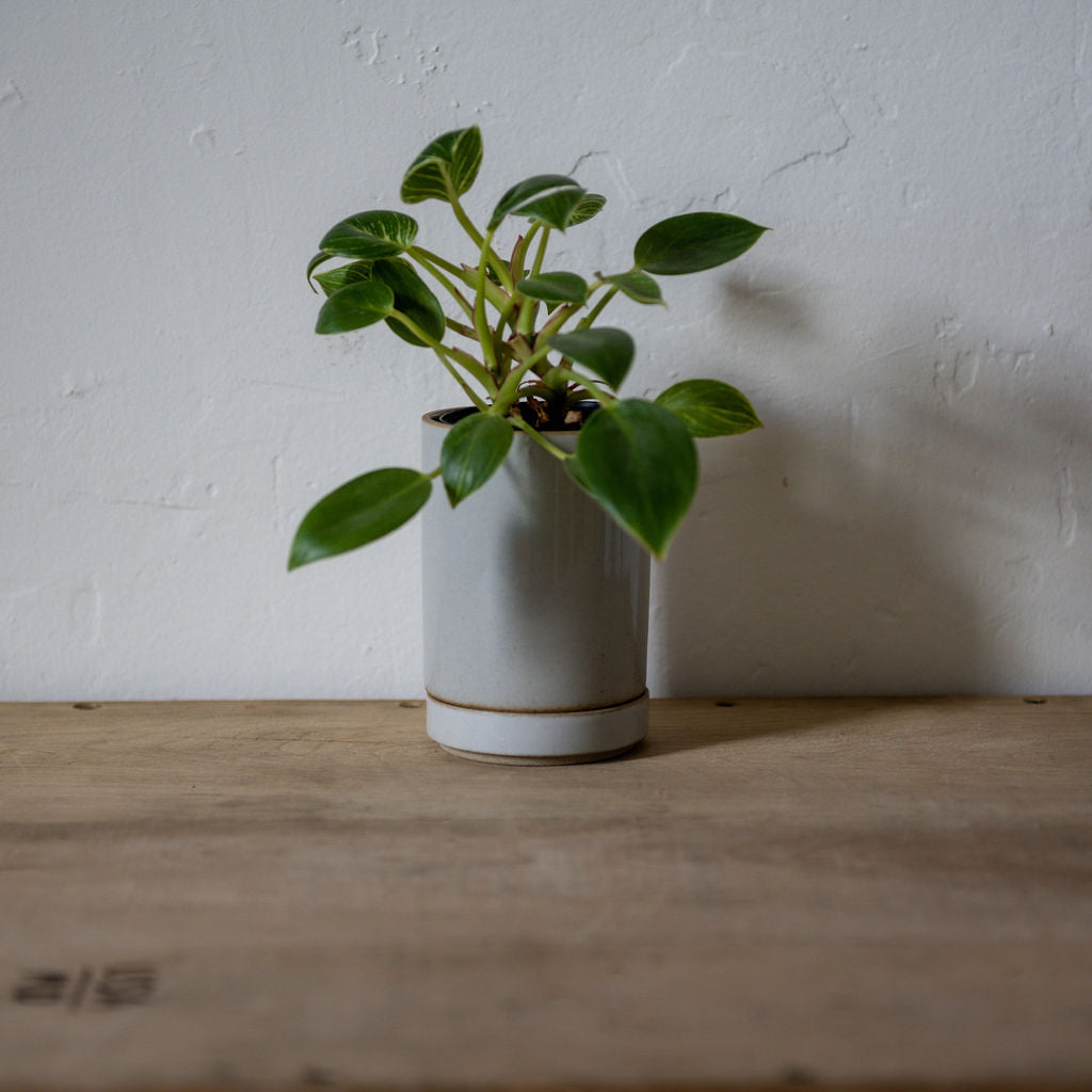 Hasami Planter 85mm Grey HPM044 | Hasami | Miss Arthur | Home Goods | Tasmania