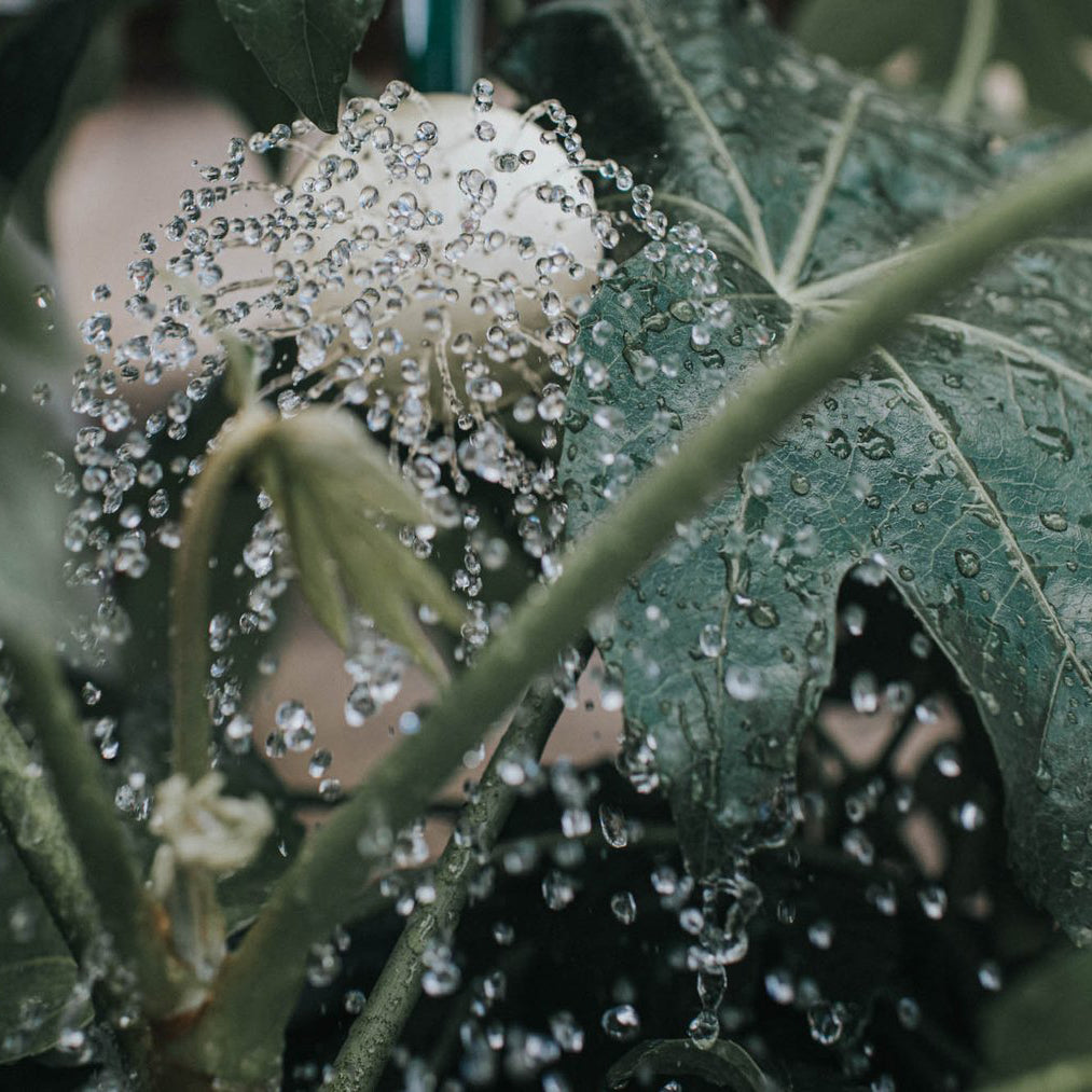 Haws Brass Potting Rose Extra Coarse Spray | Haws | Miss Arthur | Home Goods | Tasmania