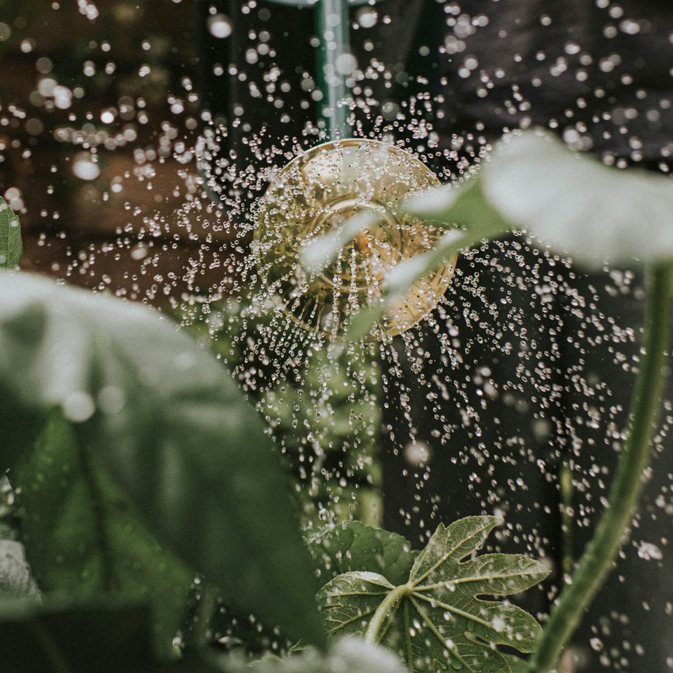 Haws Bearwood Brook General Purpose Rose | Haws | Miss Arthur | Home Goods | Tasmania