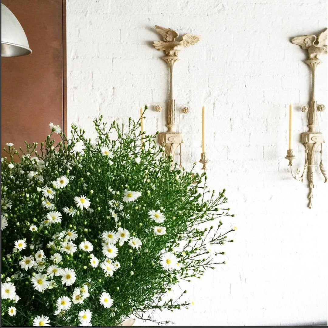 Queen B Black Label Taper Lights | Queen B | Miss Arthur | Home Goods | Tasmania