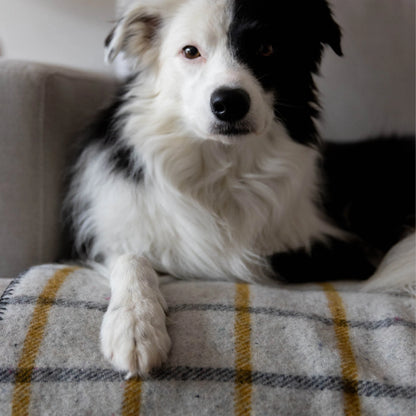 Waverley Mills Recycled Wool Grid Pet Blanket Charcoal