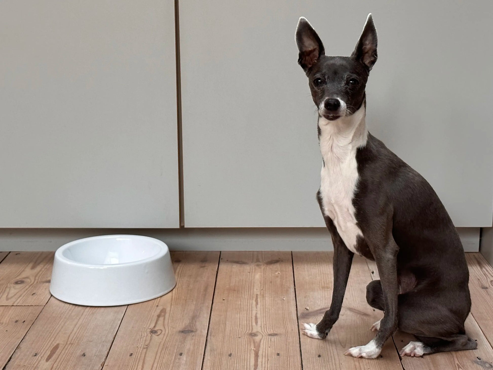 Falcon Enamelware Enamel Dog Bowl White | Falcon Enamelware | Miss Arthur | Home Goods | Tasmania