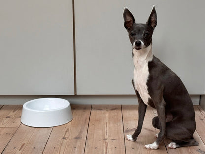 Falcon Enamelware Enamel Dog Bowl White | Falcon Enamelware | Miss Arthur | Home Goods | Tasmania