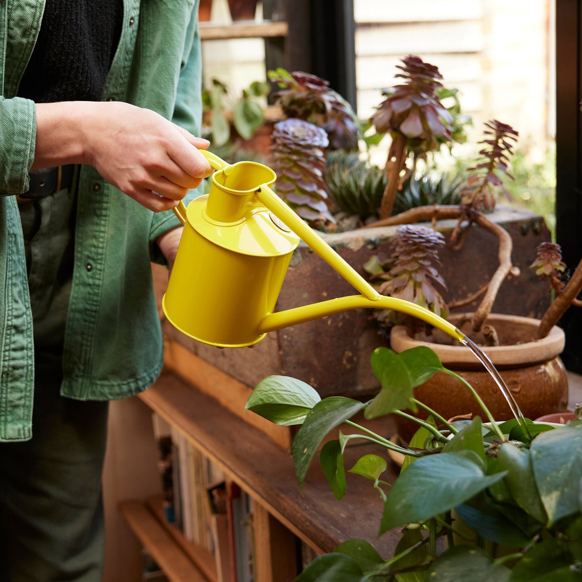 Haws The Fazeley Flow 1 Litre Lotus Yellow Watering Pot | Haws | Miss Arthur | Home Goods | Tasmania