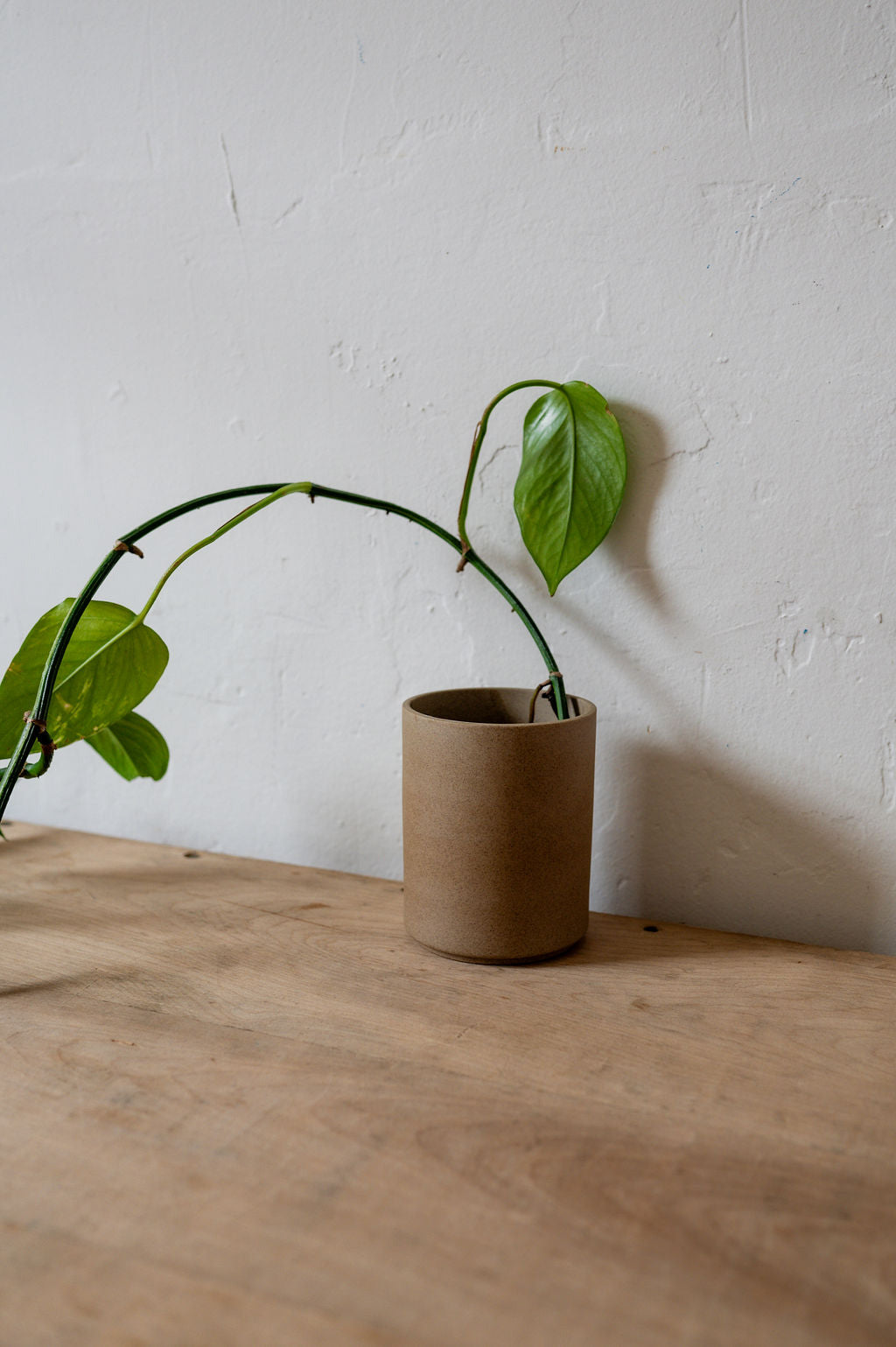 Hasami Planter 85mm Natural HP044 | Hasami | Miss Arthur | Home Goods | Tasmania