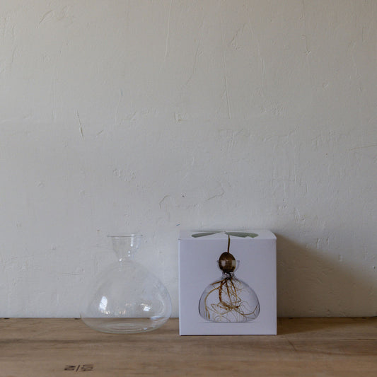 Ilex Studio Avocado Vase Clear | Ilex Studio | Miss Arthur | Home Goods | Tasmania