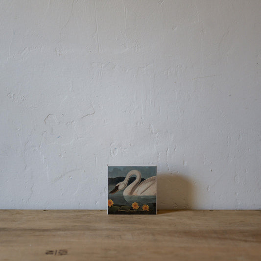 Archivist Luxury Matches The Common American Swan by Audubon | Archivist | Miss Arthur | Home Goods | Tasmania