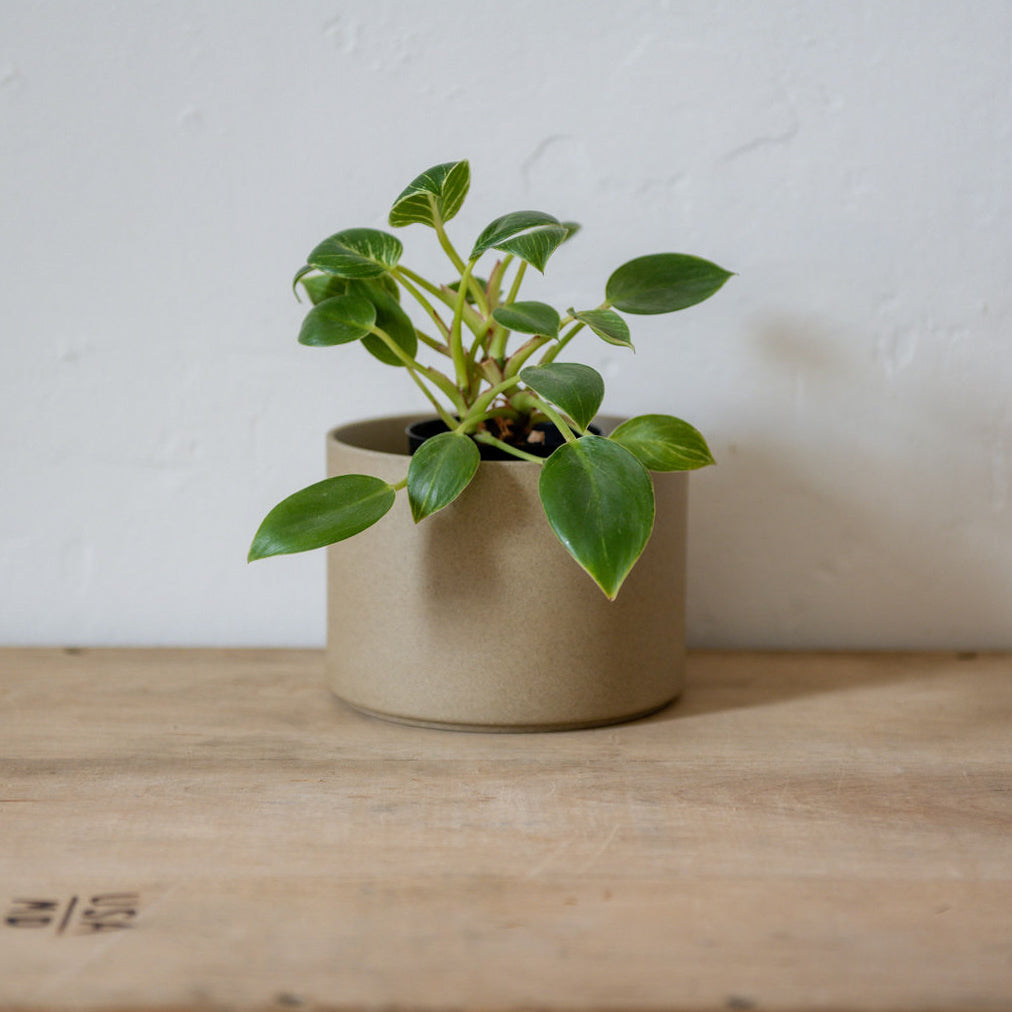 Hasami Planter 145mm Natural HP045 | Hasami | Miss Arthur | Home Goods | Tasmania