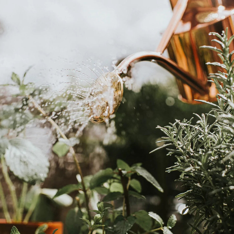 The Rowley Ripple Brass Rose | Haws | Miss Arthur | Home Goods | Tasmania
